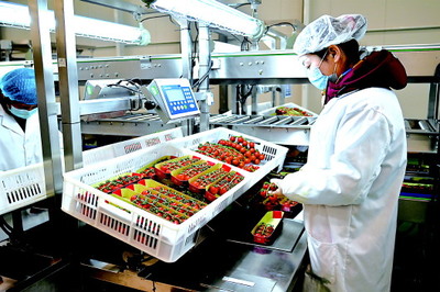 科技賦能現代農業 白銀海升智能溫室產業園串收番茄產銷兩旺